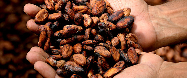 Callebaut to intensify cooperation in Côte d’Ivoire